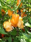 Habanero Mexico 10