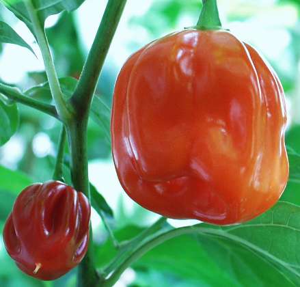 habanero rot 10